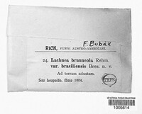 Image of Anthracobia rehmii